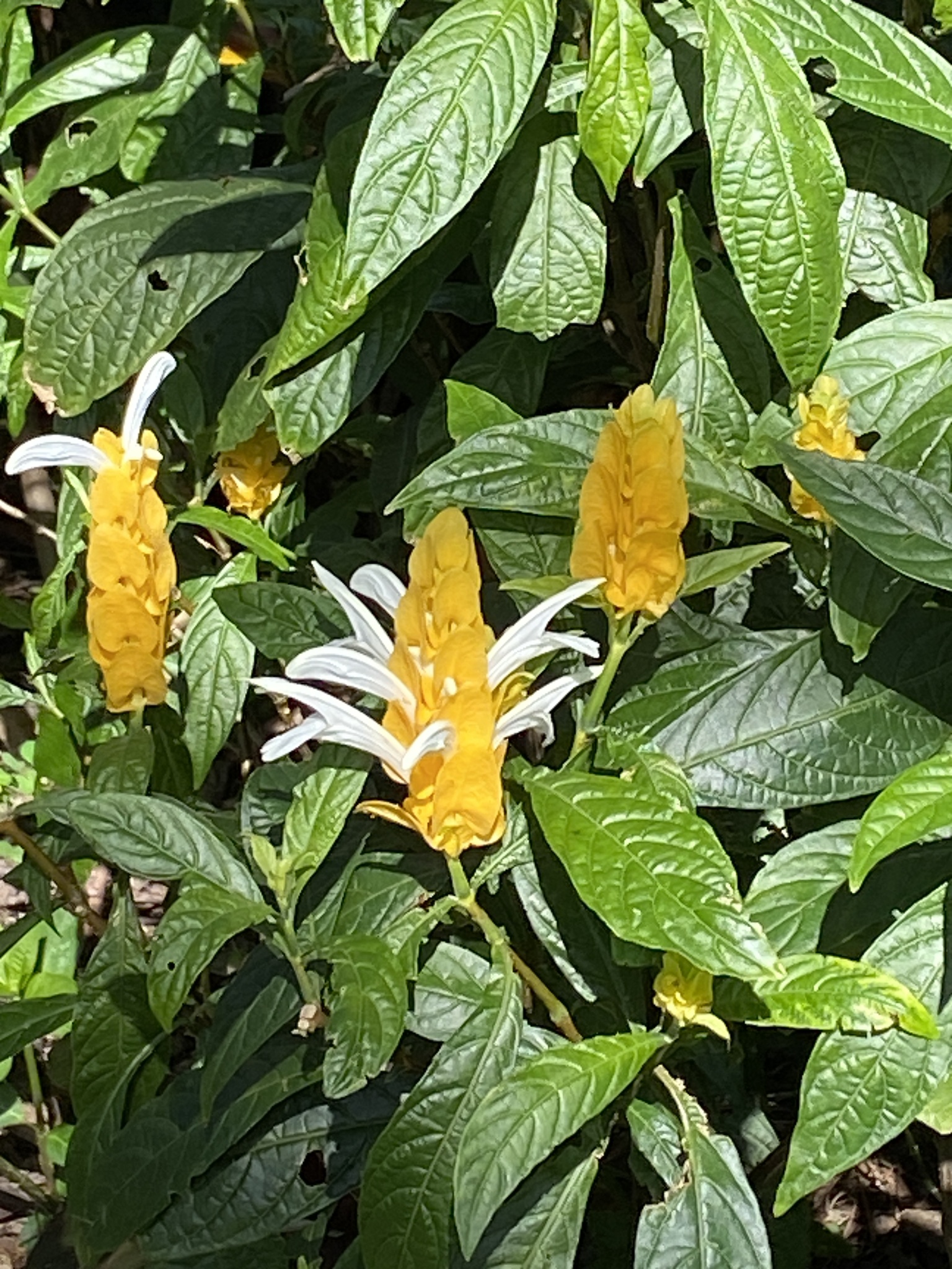 Imagem de Língua-de-sogra
