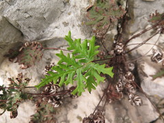 Aleuritopteris argentea