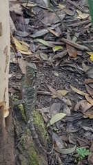 Lophosaurus spinipes