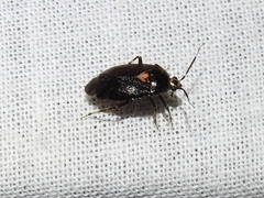 Deraeocoris sayi