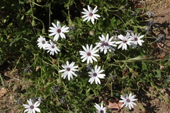 Dimorphotheca ecklonis