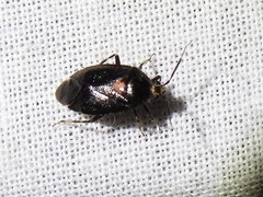 Deraeocoris sayi