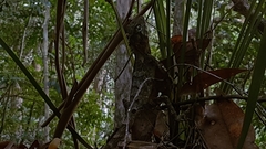 Lophosaurus spinipes