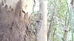 Lophosaurus spinipes