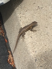 Sceloporus occidentalis