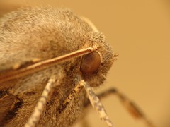 Odontopera bidentata