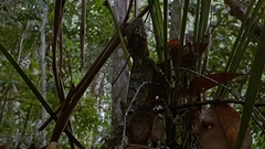 Lophosaurus spinipes