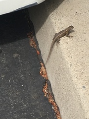 Sceloporus occidentalis