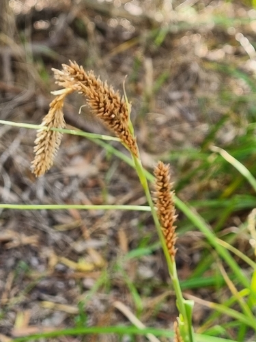 Carex aethiopica (Carex aethiopica)