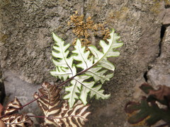 Aleuritopteris argentea