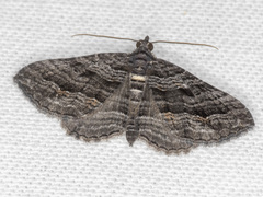 Chrysolarentia severata