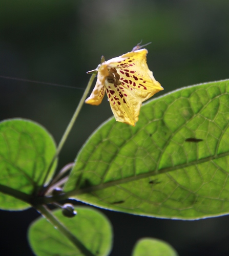 Capsicum lycianthoides (Capsicum lycianthoides)