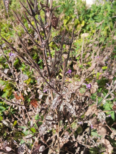 Foto de Planta-pintada