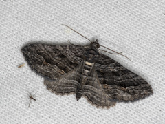 Chrysolarentia severata