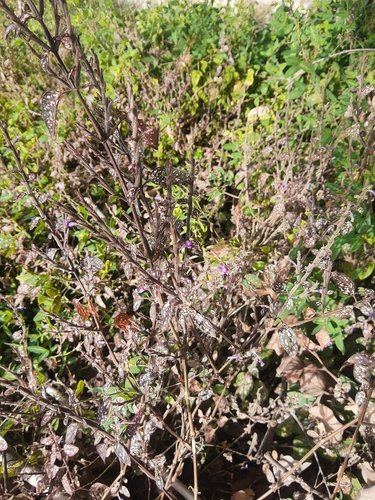 Foto de Planta-pintada