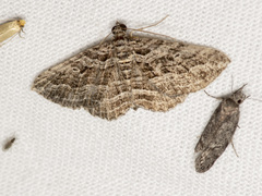 Chrysolarentia severata