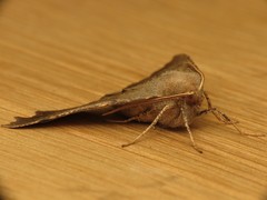 Odontopera bidentata