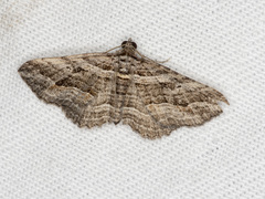 Chrysolarentia severata