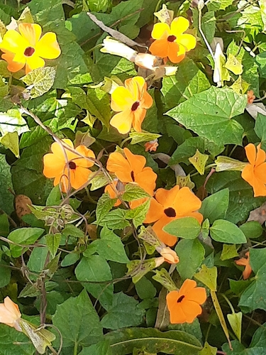 Foto de Maria-sem-vergonha