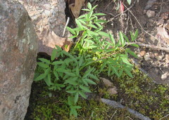 Cicuta maculata maculata