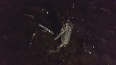 Anaxyrus americanus charlesmithi