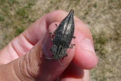 Dicerca tenebrica