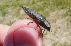 Dicerca tenebrica