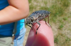 Dicerca tenebrica