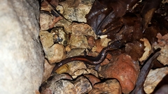 Plethodon angusticlavius