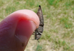 Dicerca tenebrica