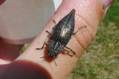 Dicerca tenebrica