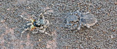 Habronattus sabulosus