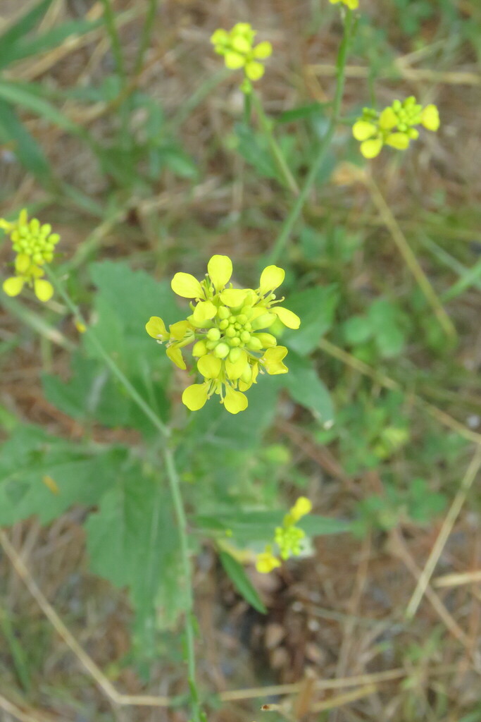 mustard family from Russell Greene Natural Area, Fairfax, VT 05454, USA