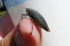 Dicerca tenebrica