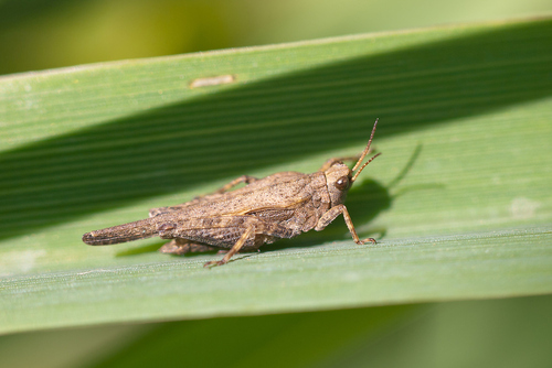 Slender groundhopper