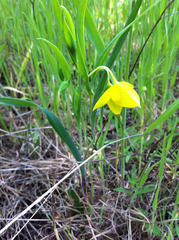 Calochortus amabilis