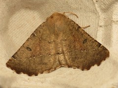 Odontopera bidentata