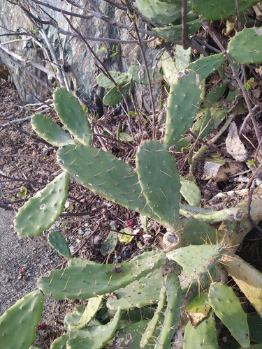 Image of Opuntia bergeriana by (c) Matteo Negro, some rights reserved (CC BY-SA)