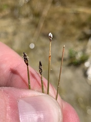 Eleocharis parishii