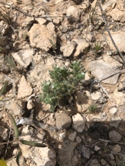 Cryptantha minima