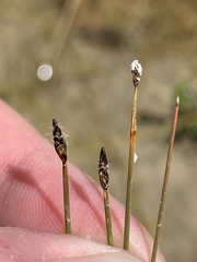 Eleocharis parishii