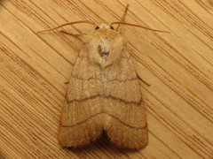 Charanyca trigrammica