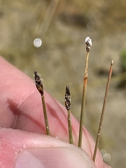 Eleocharis parishii