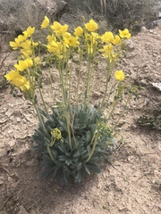 Arctomecon californica