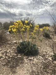 Arctomecon californica