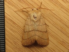 Charanyca trigrammica