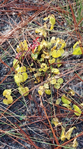 Image of Matelea pubiflora by (c) Athena Philips, some rights reserved (CC BY)