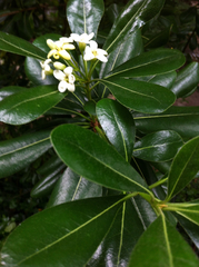 Pittosporum tobira