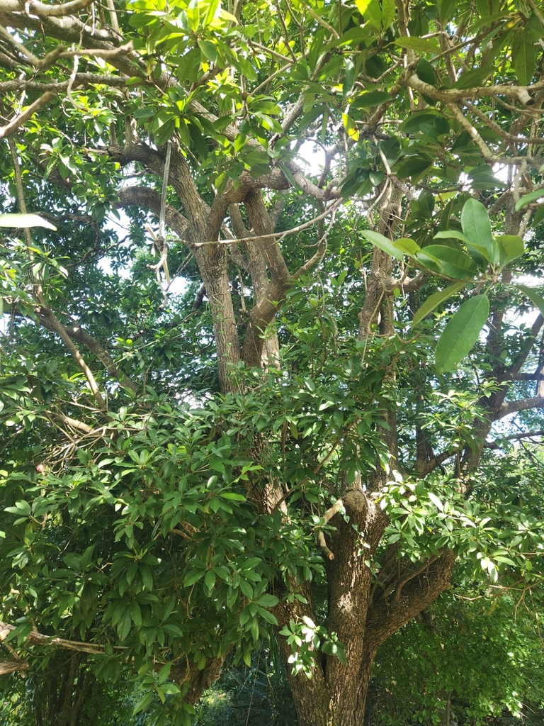 Foto de Sapoti