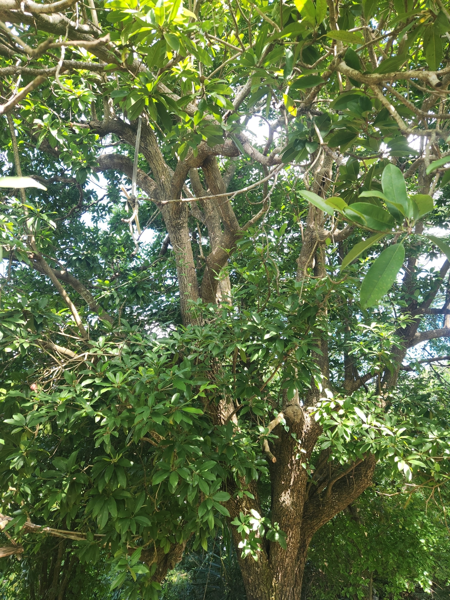 Imagem de Sapoti